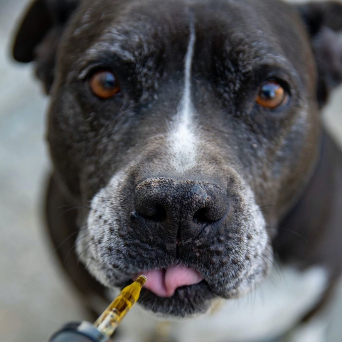 CBD Oil For Dogs: Cornell University Study